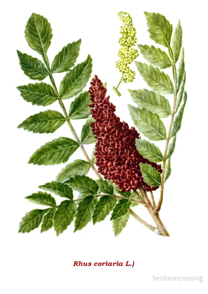 Sumac (Rhus coriaria) | frön, 20 st.