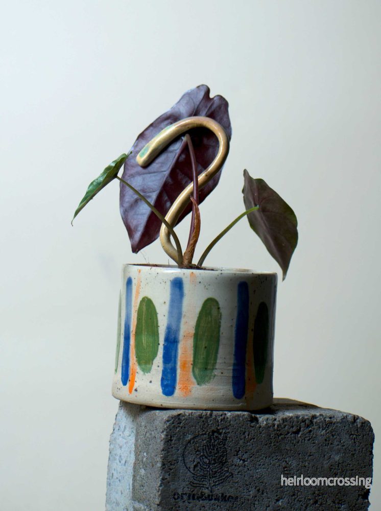Alocasia Chantrierii - Bild 2