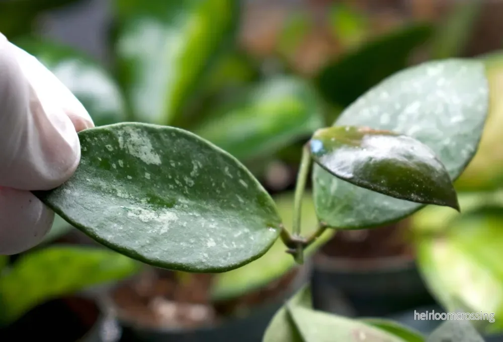 Hoya Pubicalyx - Bild 3
