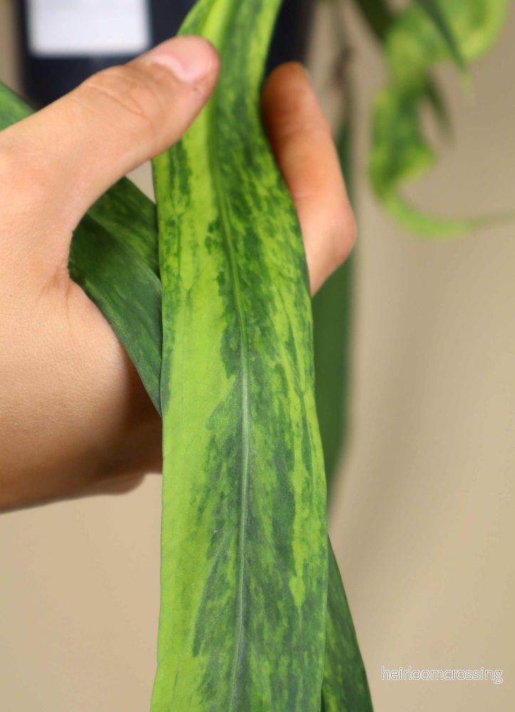 Anthurium vittariifolium variegata - Bild 2
