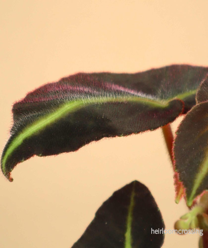 Begonia listada - Bild 2