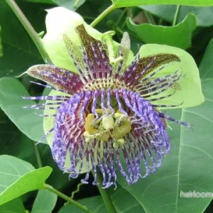 Vild passionsfrukt (Passiflora maliformis) | frön, 15 st.