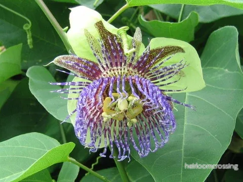 Vild passionsfrukt (Passiflora maliformis) | frön, 15 st.