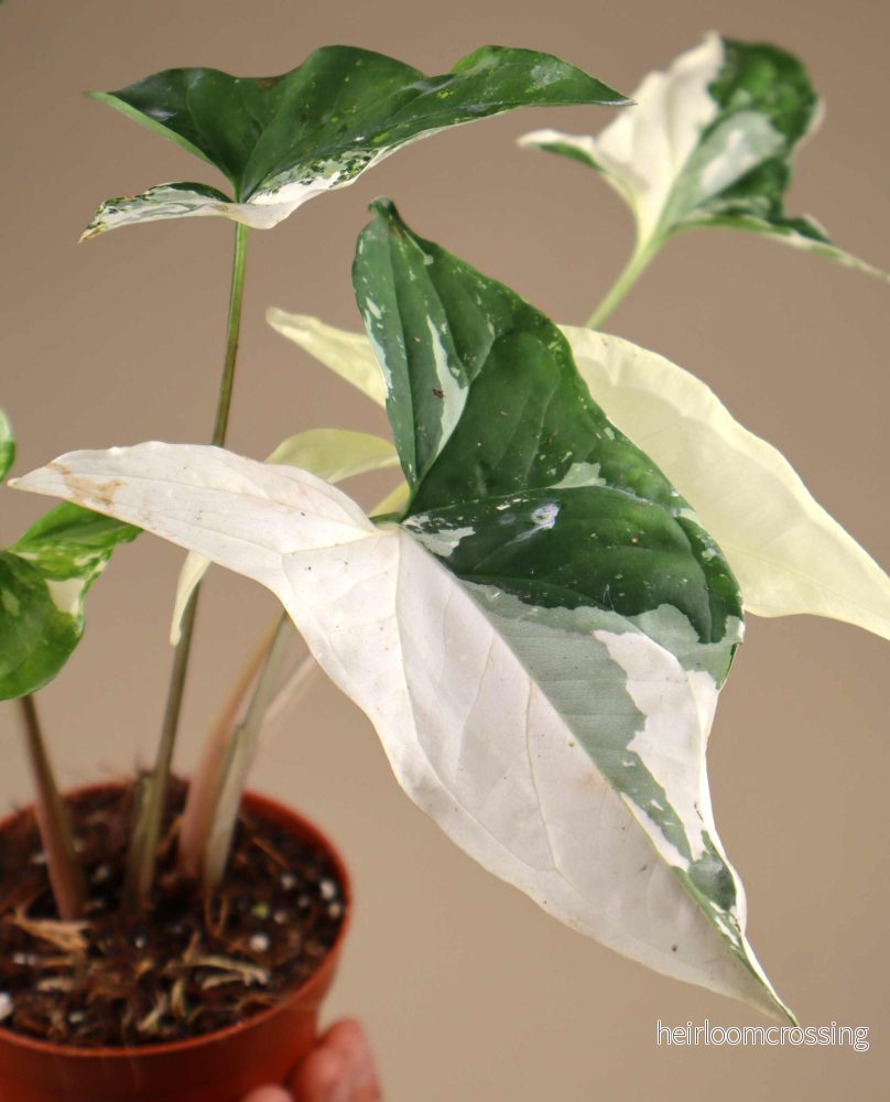Syngonium albo variegata - Bild 2