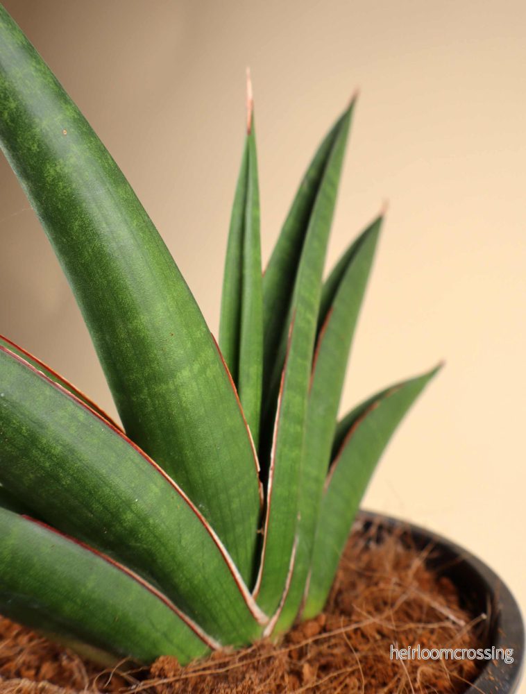 Sansevieria 'Helios Twisted' - Bild 2