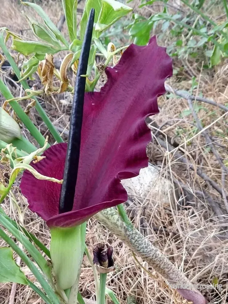 Ormlilja (Dracunculus vulgaris) | växter Ormlilja (Dracunculus vulgaris) | växter