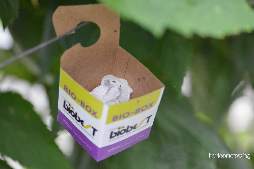 BioBox (5st)