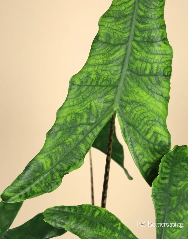 Alocasia zebrina reticulata form - Bild 3