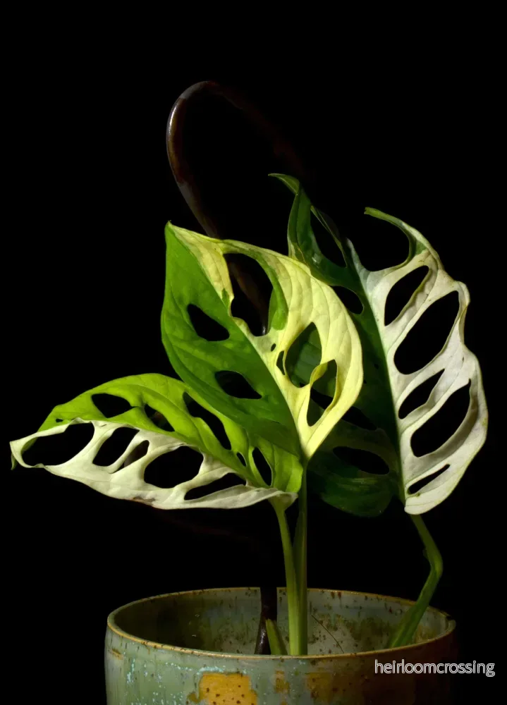 Monstera adansonii albo variegata - Bild 2