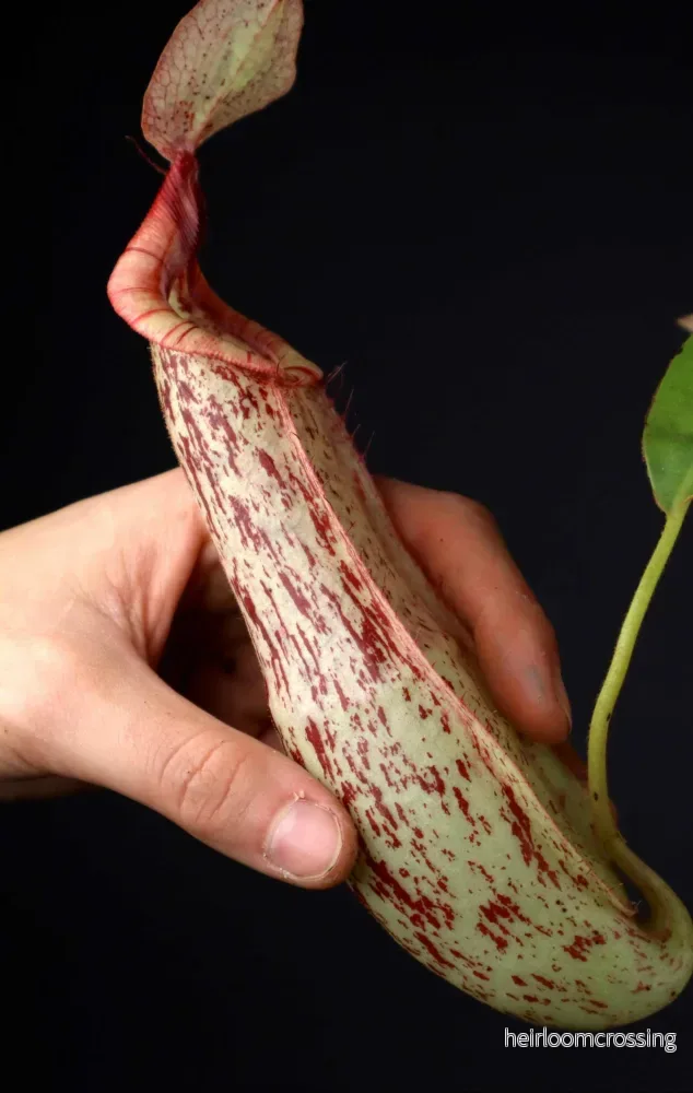Nepenthes x Mojito - Bild 3