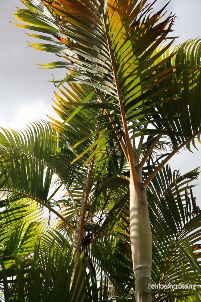 Dypsis lutescens 'Guldpalm' - Bild 2