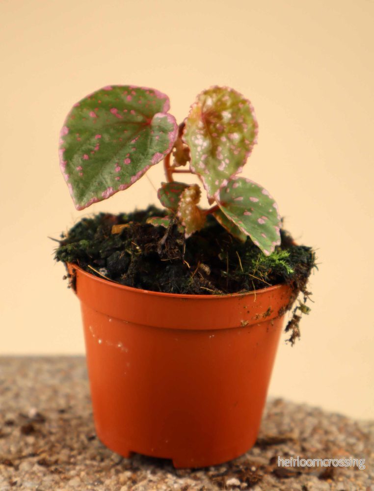 Begonia sp. 'Muara Wahau' (U696) - Bild 2