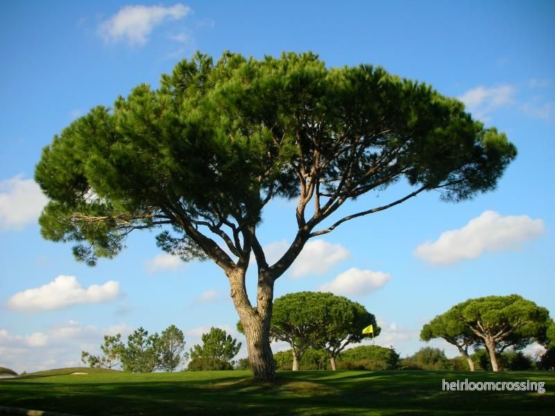 Tall (Pinus pinea) | frön, 10 st.