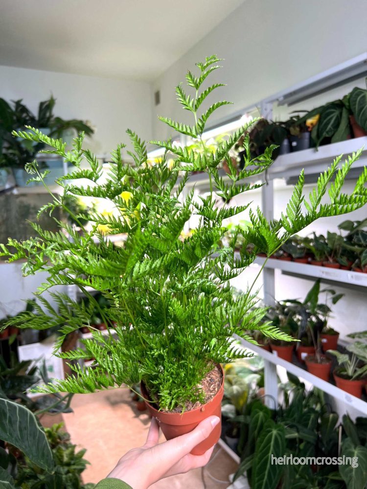 Pteris dentata