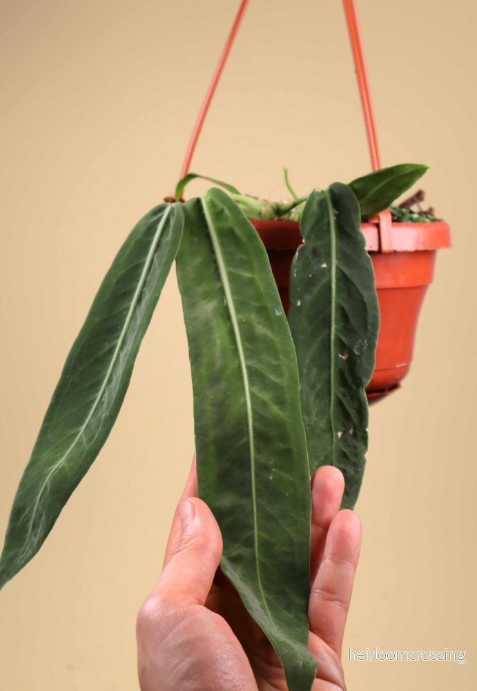 Anthurium pallidiflorum - Bild 2