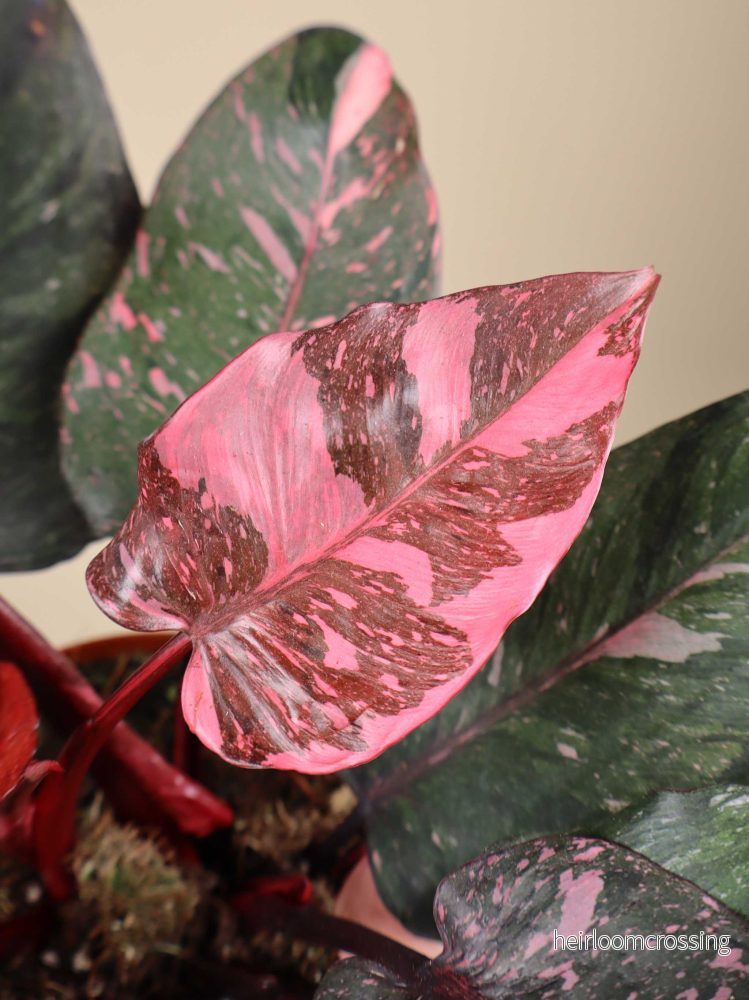 Philodendron 'Pink Princess Marble' - Bild 2