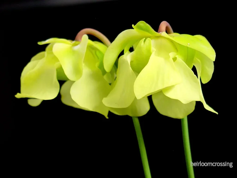 Gul trumpetkanna (Sarracenia alata) | frön, 10 st. - Bild 3