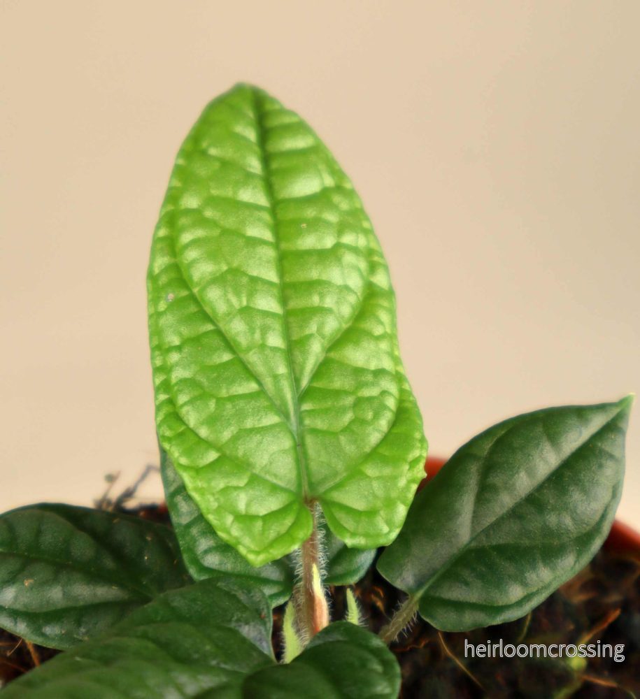 Piper parmatum - Bild 2