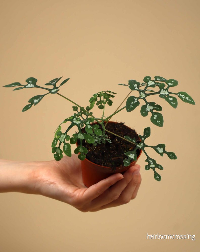 Adenia perrieri - Bild 3