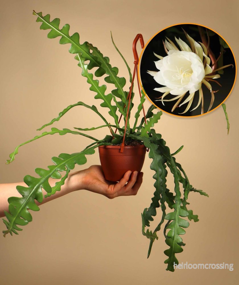 Epiphyllum anguliger | Flikig bladkaktus