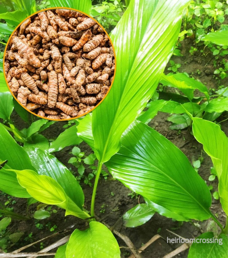 Curcuma longa (Gurkmeja)