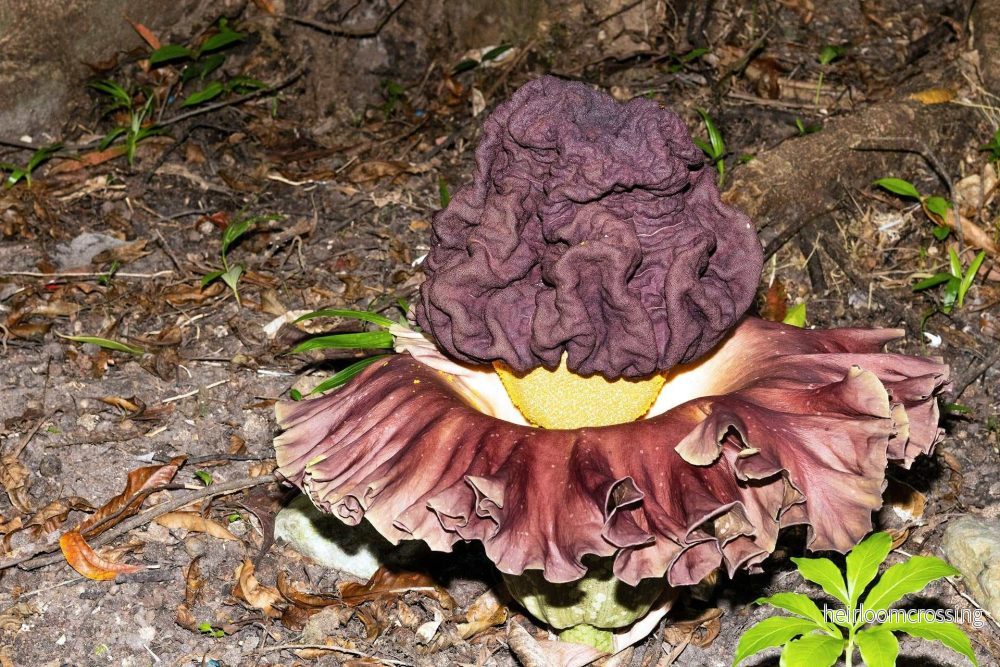 Amorphophallus paeoniifolius | Knölkalla