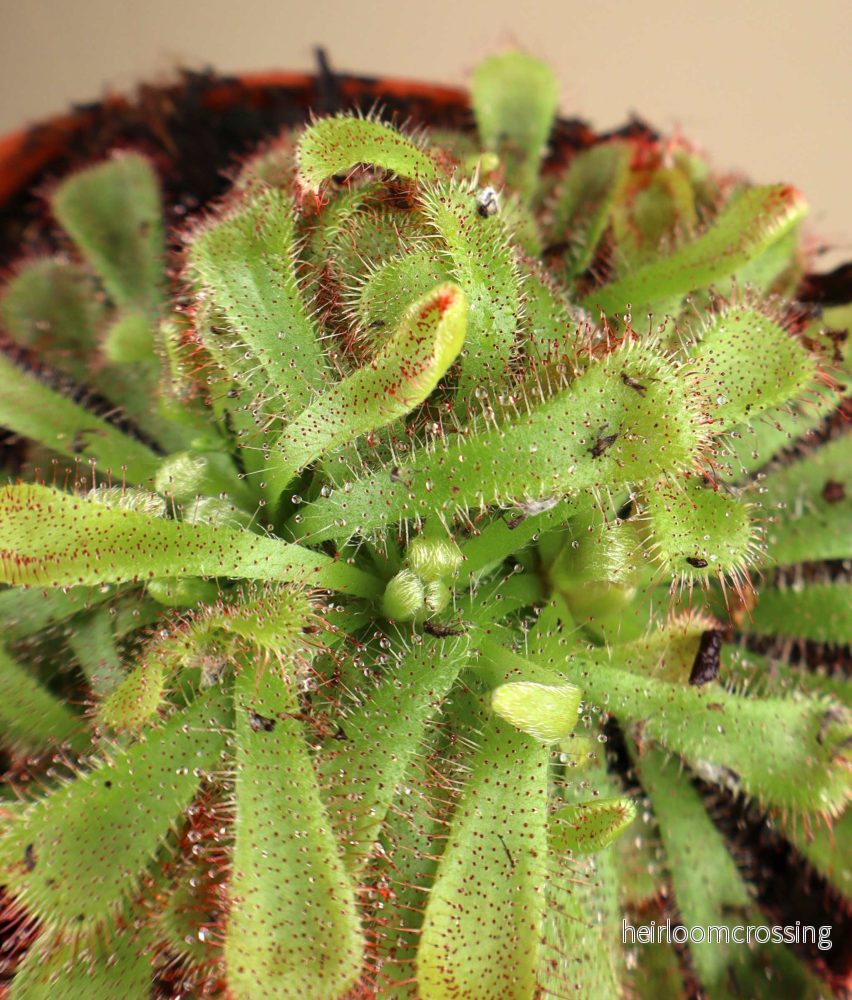 Drosera aliciae