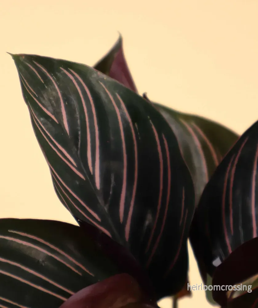 Goeppertia ornata 'Mieli'