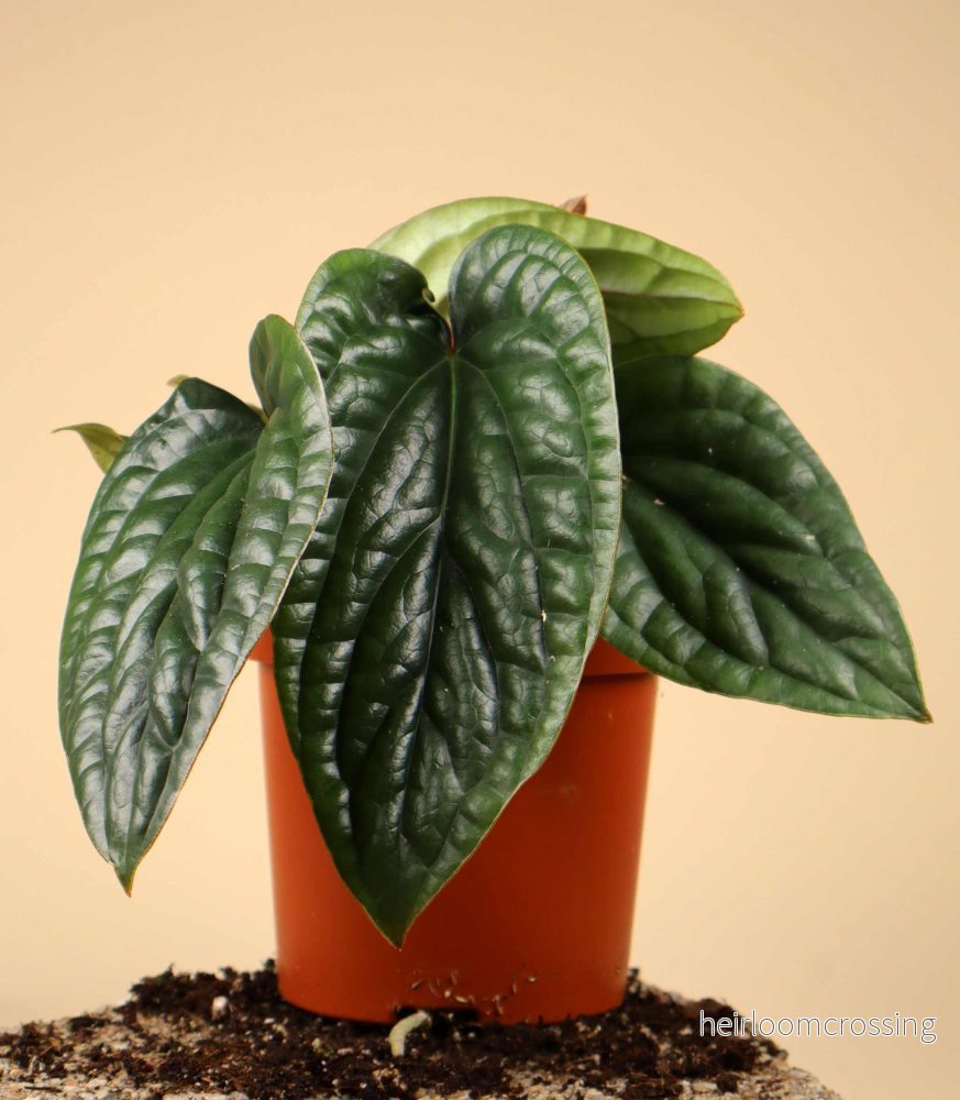 Anthurium luxurians x radicans Anthurium luxurians x radicans