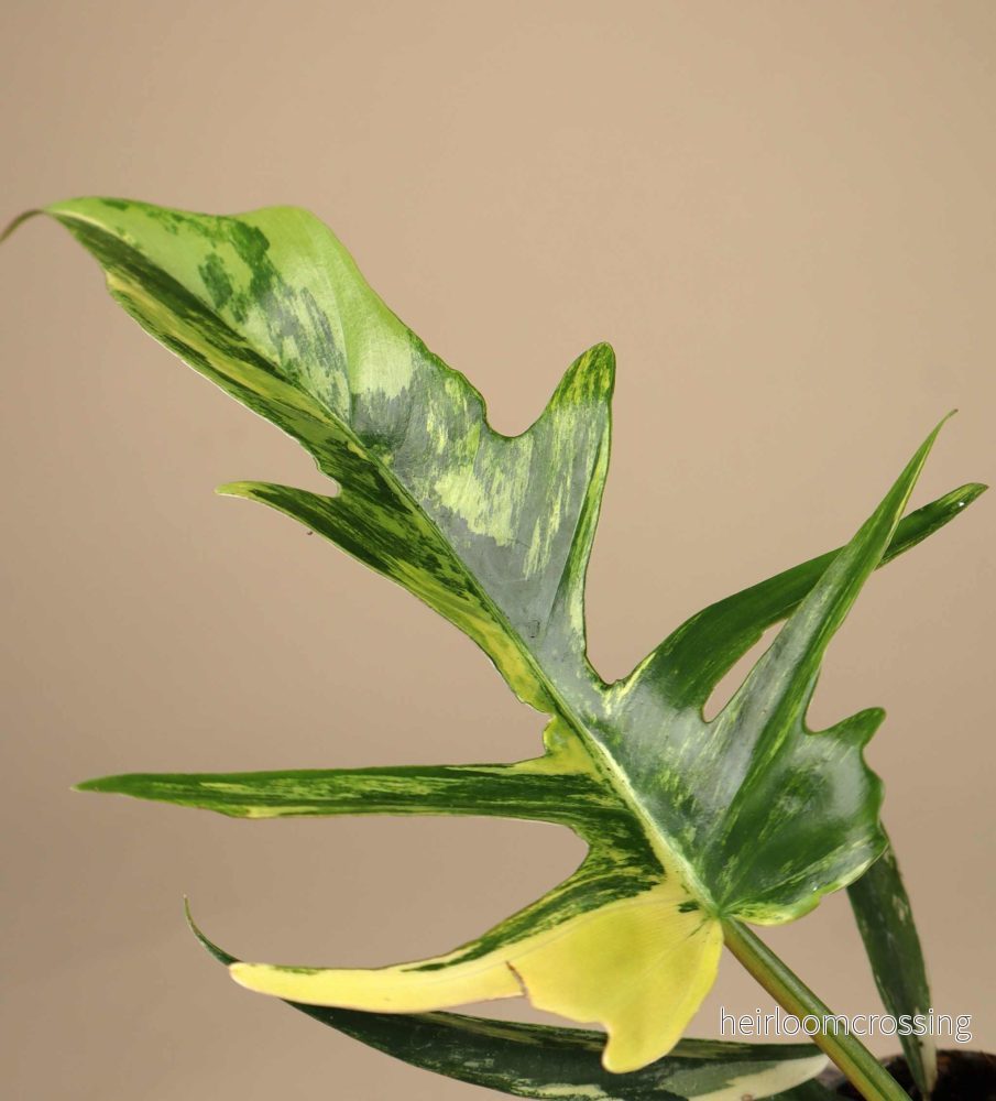 Philodendron 'Florida beauty x Tortum'