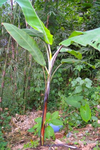 Cheesmans banan (Musa cheesmanii) | frön, 10 st. Cheesmans banan (Musa cheesmanii) | frön, 10 st.