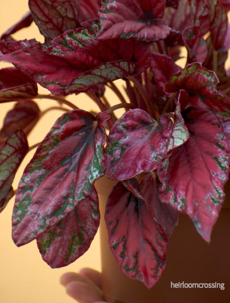 Begonia rex 'Inca Nights' - Bild 3