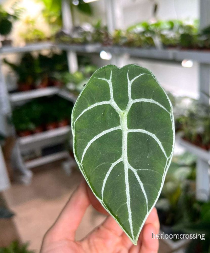 Alocasia 'watsoniana' - Bild 3