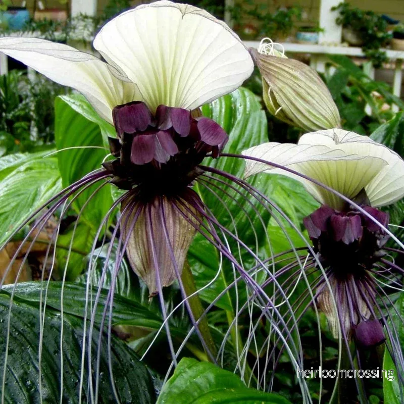 Vit fladdermusblomma (Tacca chantrieri "Nivea") | frön, 10 st.