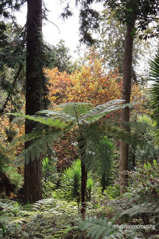 Cyathea cooperi | Trädormbunke - Bild 2