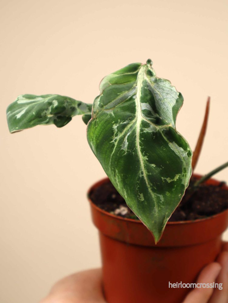 Philodendron gloriosum 'Snow Leopard'