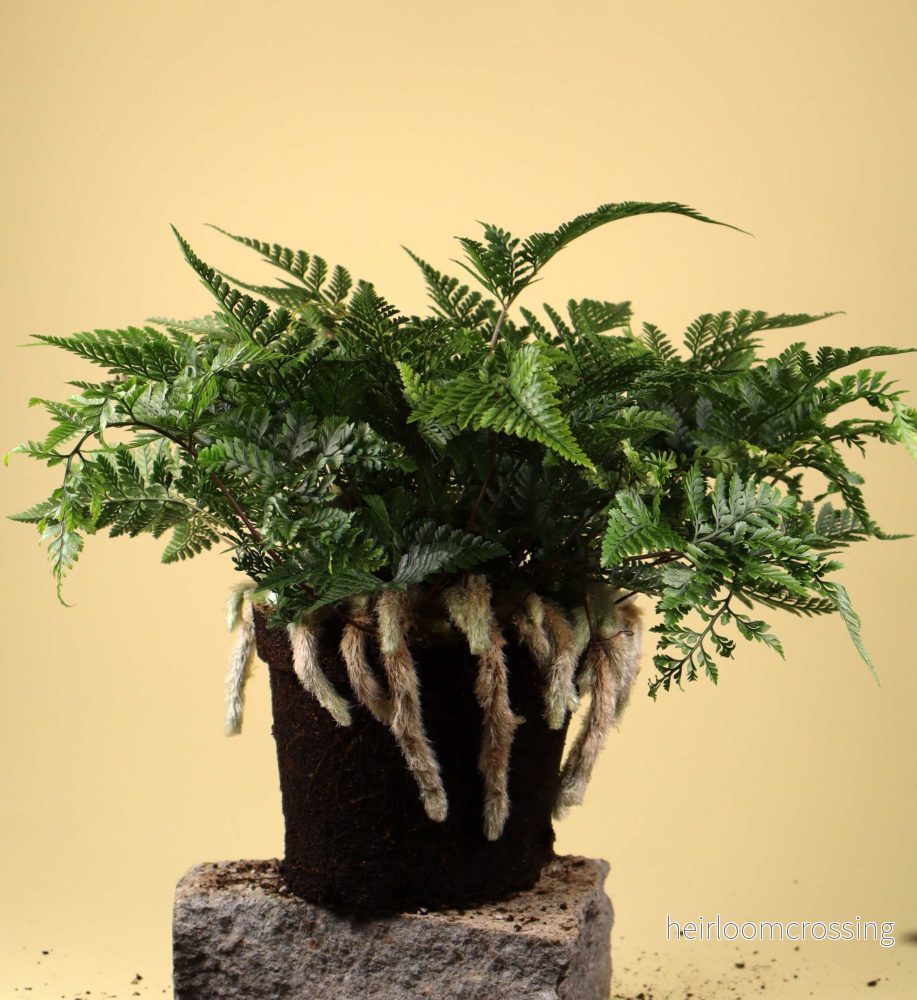 Humata tyermannii 'Spindelbräken'