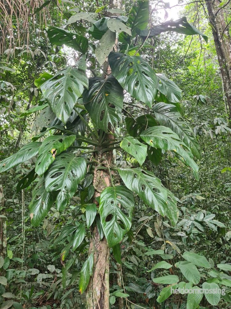 Monstera adansonii 'Monkey mask' - Bild 2