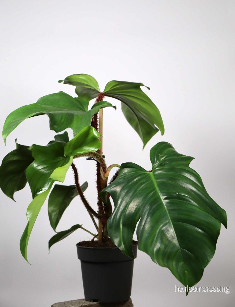 Philodendron squamiferum 'Mossranka' - Bild 3