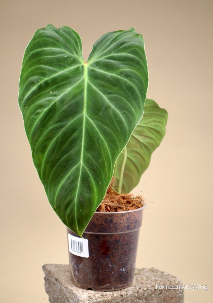 Philodendron splendid (verrucosum x melanochrysum) - Bild 2