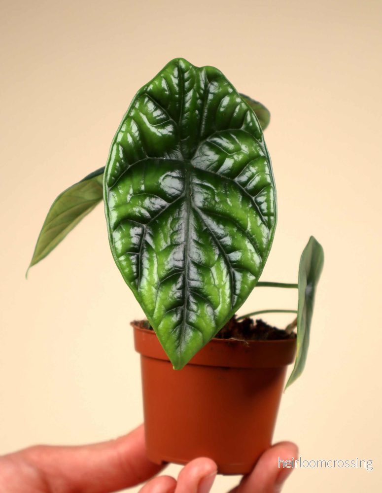 Alocasia sinuata - Bild 3