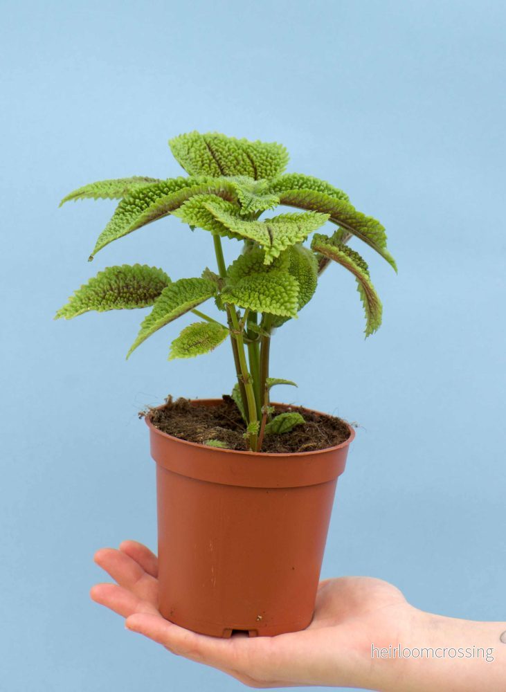 Pilea involucrata 'Moon valley' - Bild 3