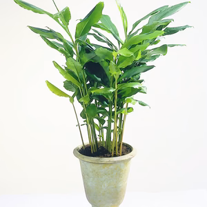Kardemumma (Elettaria cardamomum) | växt