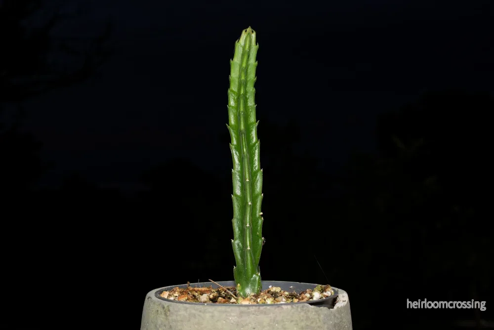 Jättestjärnblomma (Stapelia gigantea) | växt - Bild 2