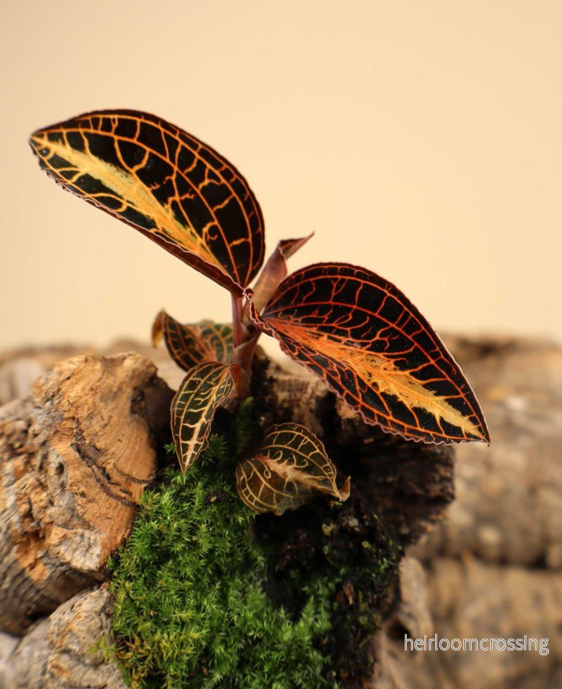 Anoectochilus albolineatus | Juvelorkidé - Bild 2