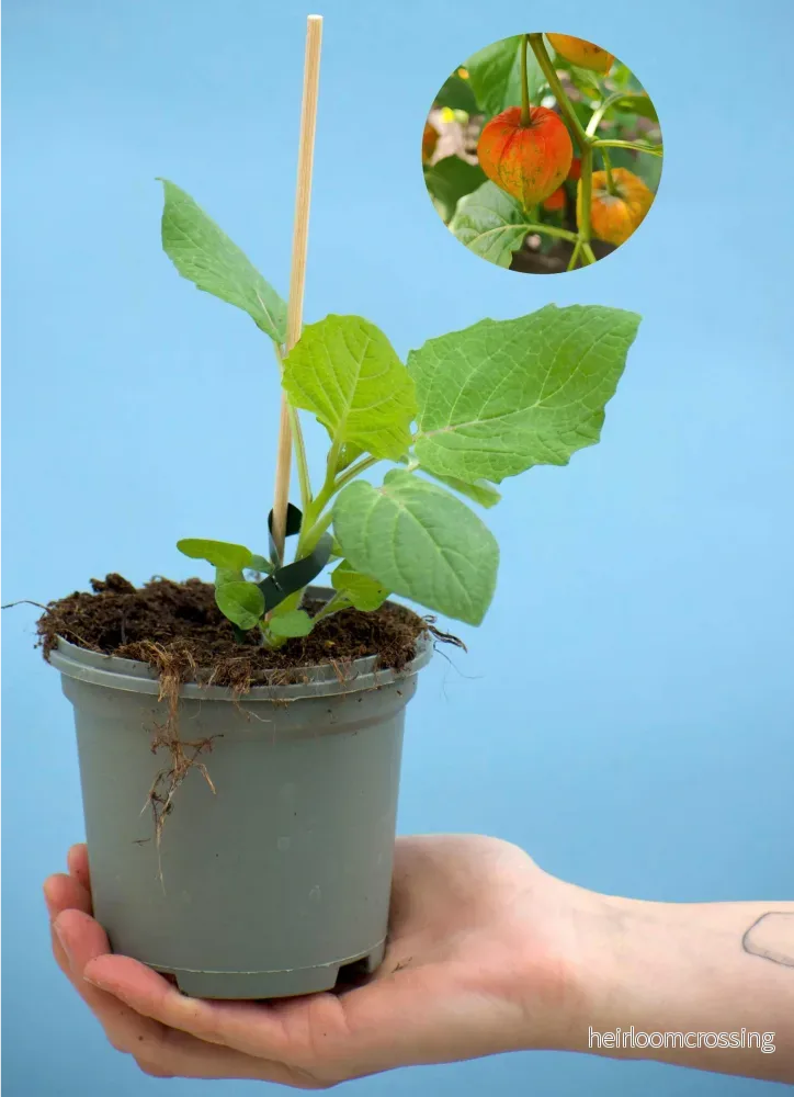 Physalis pruinosa 'Kapkrusbär'