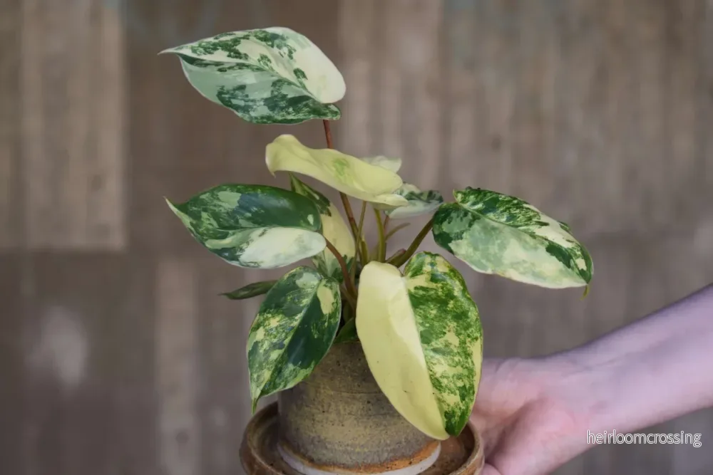 Philodendron 'Burle Marx Variegata' - Bild 3
