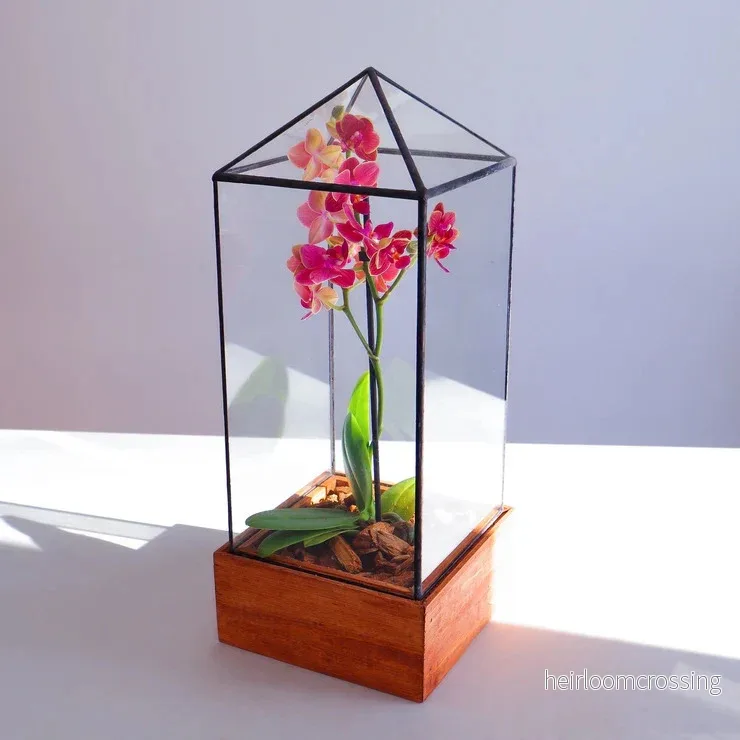 Terrarium (torn)