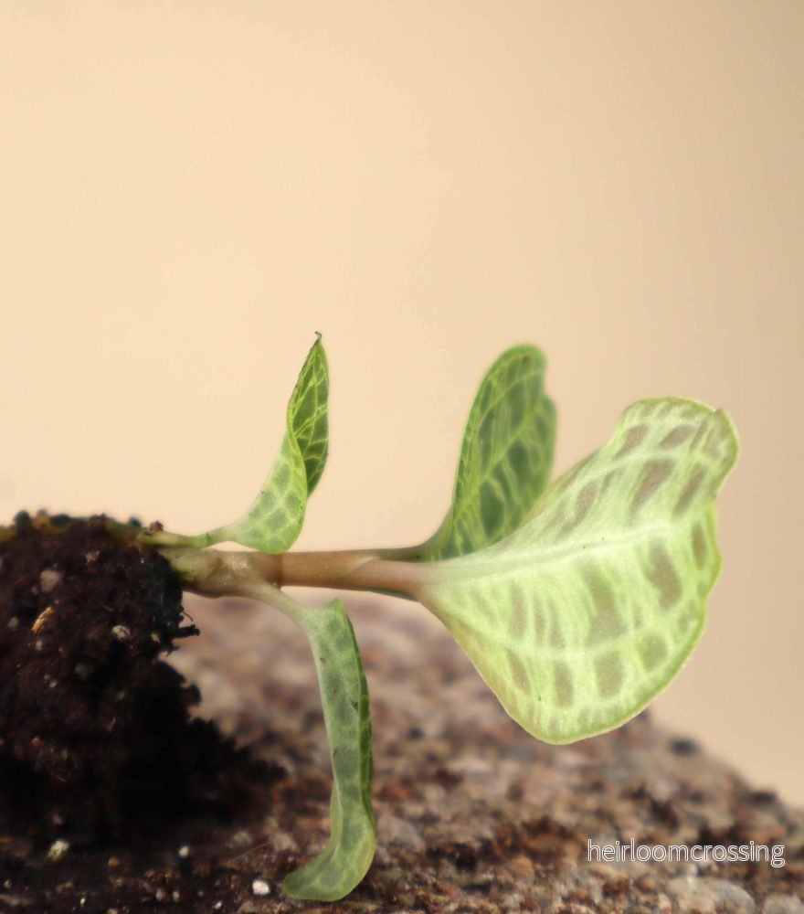 Macodes petola 'juvelorkidé' - Bild 2