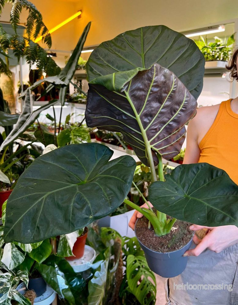 Alocasia 'Regal Shields' - Bild 3